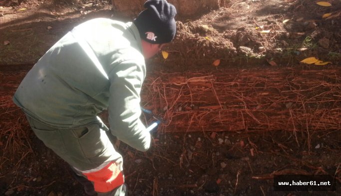 Trabzon'da anıt ağaçlara bakım