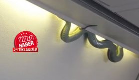 Yolcu uçağında yılan korkusu