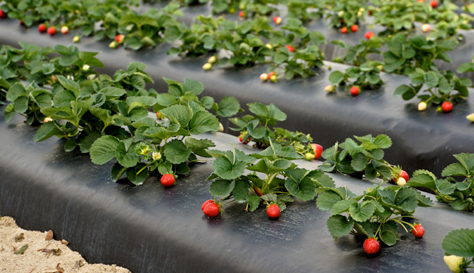 Trabzon'da çilek fidesi dağıtıldı