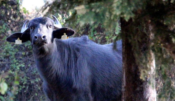 Bu da üniversiteli manda!
