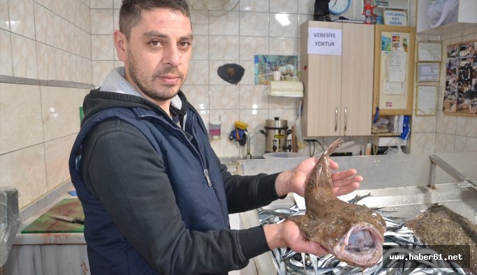 Karadeniz'de ağlara fener balığı takıldı