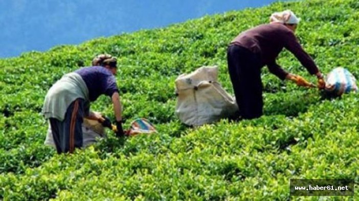 Çaykur Çin pazarını hedefliyor