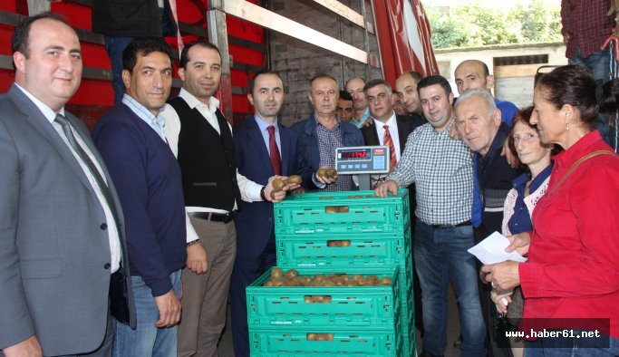 Kivi meyvesinin hasadı başladı