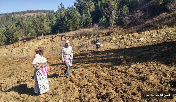 Tarlaları kuşlar için ekiyorlar