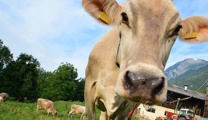 Giresun'da çiftçilere destek
