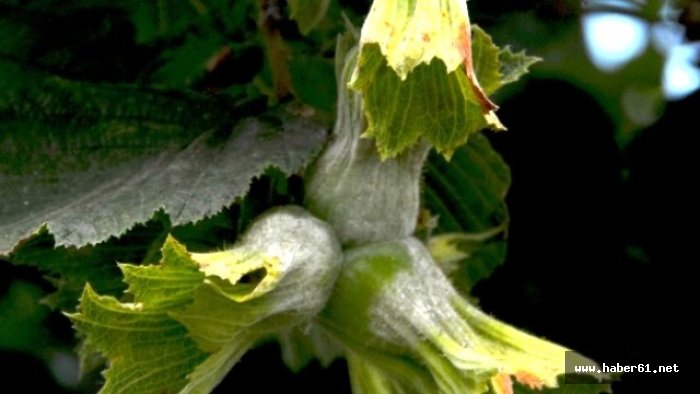 Giresun'da fındıkta küllenme hastalığı anlatıldı