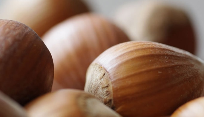 Fındık için korkutan açıklama!