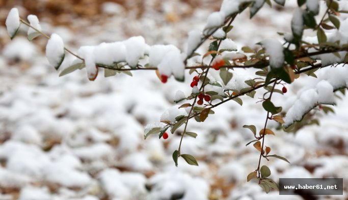 Meteorolojiden zirai don uyarısı