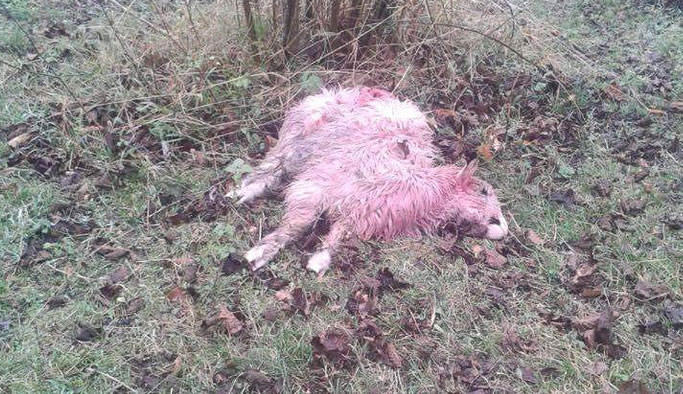 Kurtlar koyunları telef etti