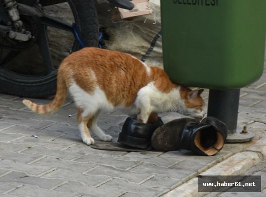 O ayakkabı bu patilere uymaz