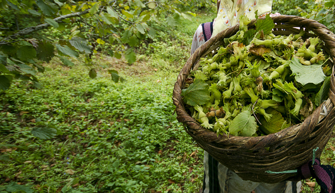 Fındık üreticilerine kış temizliği uyarısı