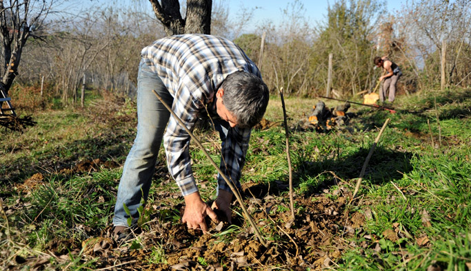 Fındıkta çeşitliliğe gittiler