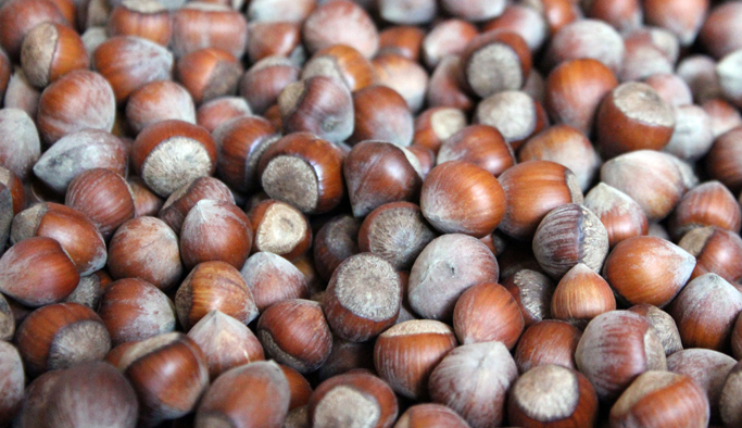 Fiyat tepkisi, fındık fiyatlarını arttırdı