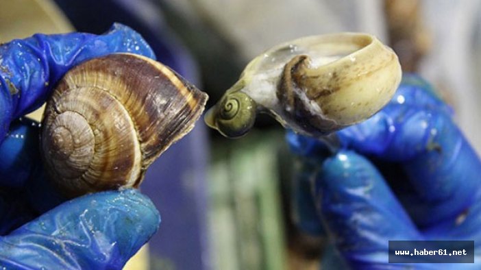 Trabzon salyangoz ihracatında birinci