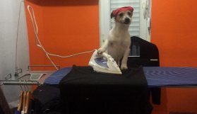 İnternet fenomeni köpek Maylo