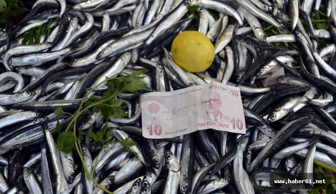 Palamutun yerini hamsi aldı