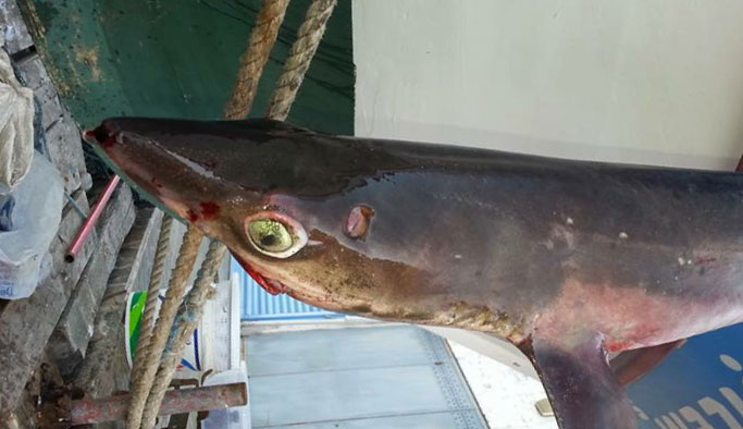 Trabzon’da balıkçılar 2 metrelik yavru köpek balığı yakaladı