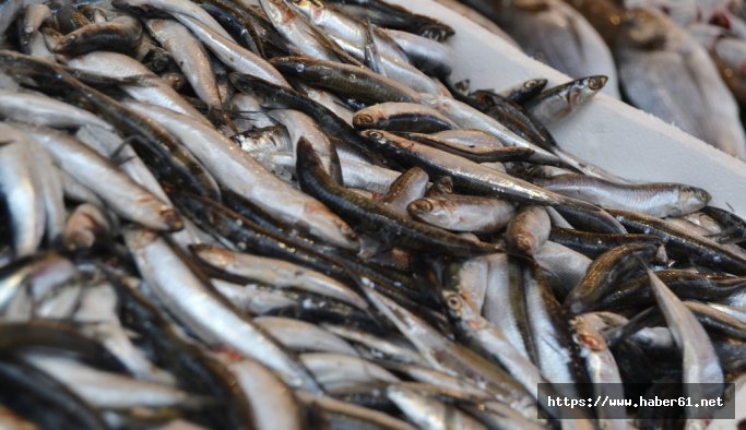 Türkiye’de avlanan her 3 balıktan biri ’hamsi’ oldu