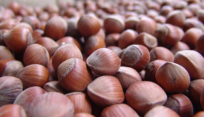 Düzce'de fındıkta külleme çalıştayı