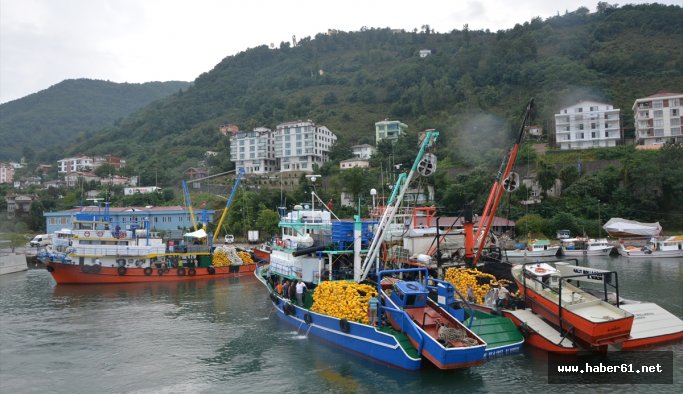 Balıkçılar hamsiye küskün