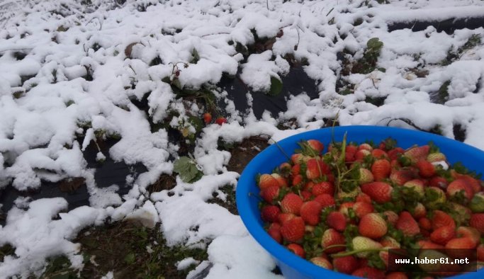 Çilekler kar altında