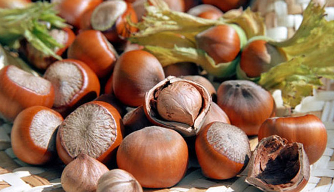 Fındık piyasasında sektör araştırması yapılacak!