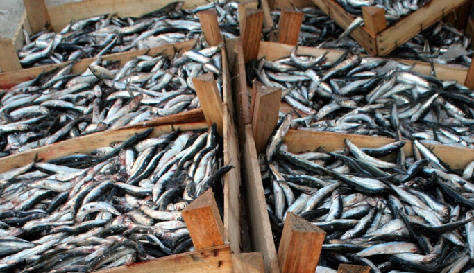 Trabzon'da hamsi fiyatları uçtu!