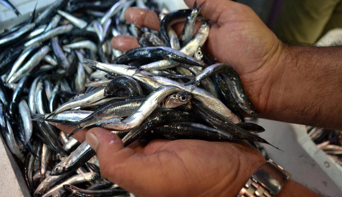 Hamsi onları üzdü!