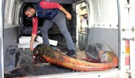 Dev balık herkesi şaşırttı