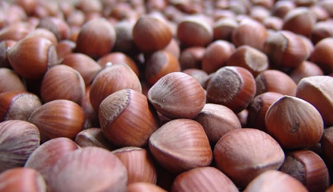 Kar yağışı fındığa yaradı