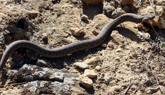 Dünyanın en tehlikelisi Türkiye'de görüldü!