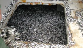 Karadeniz'den hamsi fışkırdı