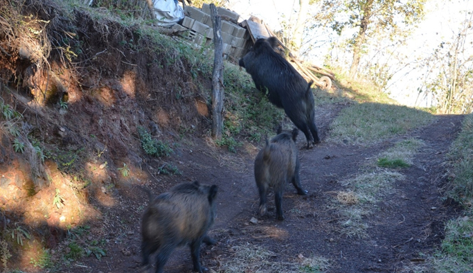 Ordu'da aç kalan yaban domuzları köye indi