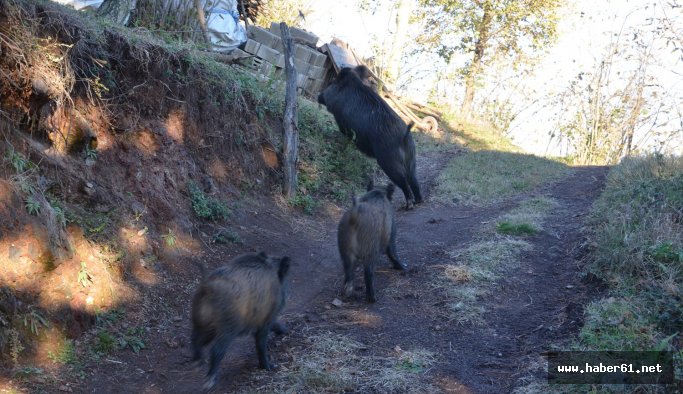 Domuz sürüsü köye indi