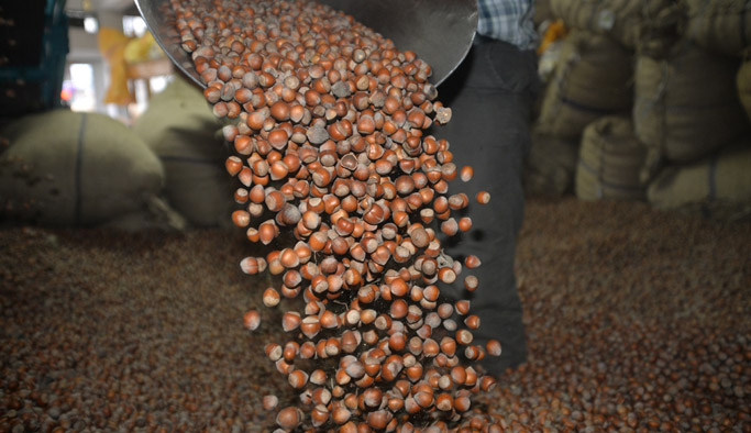Türkiye'de pazara ne kadar fındık indi?