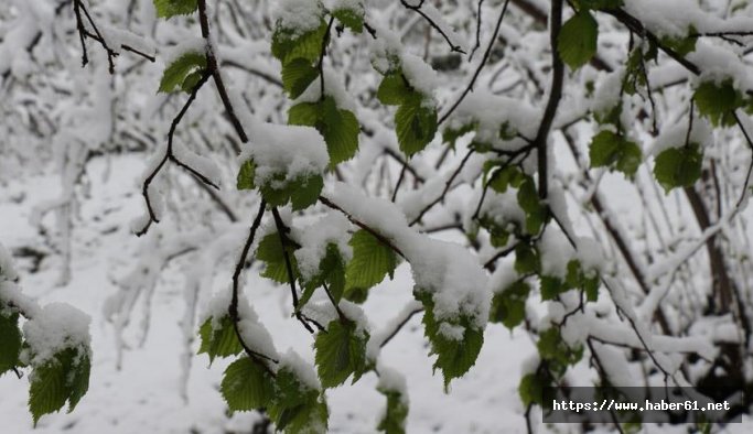 Fındık üreticilerine önemli uyarı: Bu geceden itibaren...