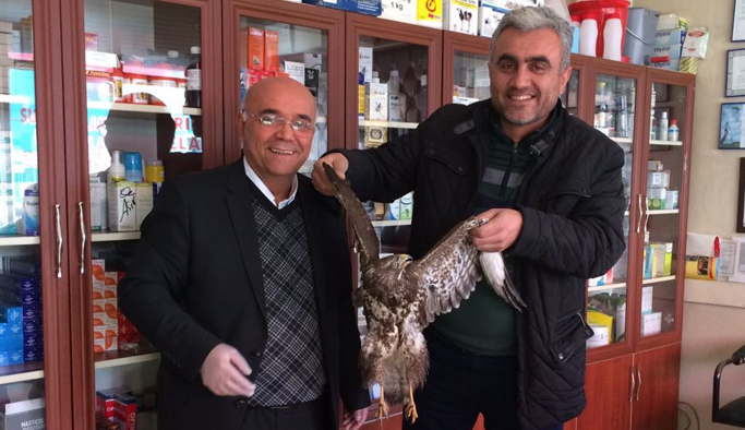 Ordulu vatandaş yaralı kartala sahip çıktı