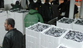 Karadeniz'den kasa kasa hamsi çıkıyor!