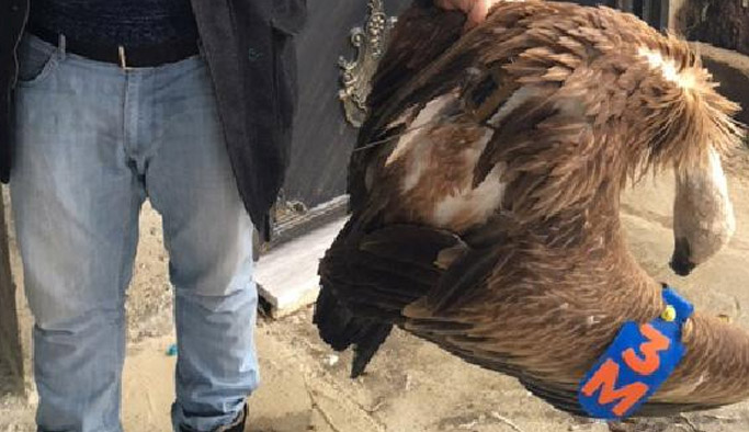 Rize'de şüpheli olay! Üzerinde verici olan akbaba...