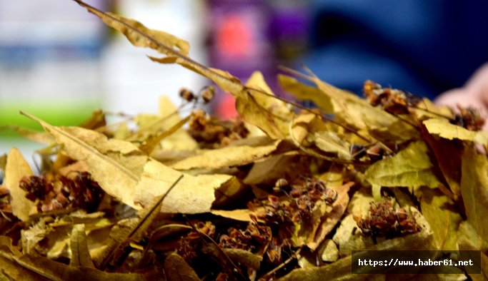 Ihlamur mevsimi geldi