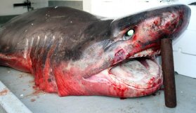 Balıkçılar neye uğradığını şaşırdı!