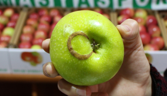 Ay-yıldızlı elma görenleri şaşırttı