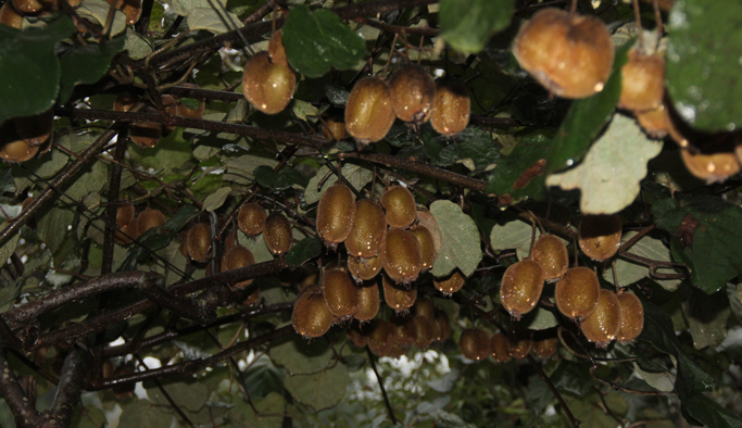 Rize'de kivi üretimi düştü!