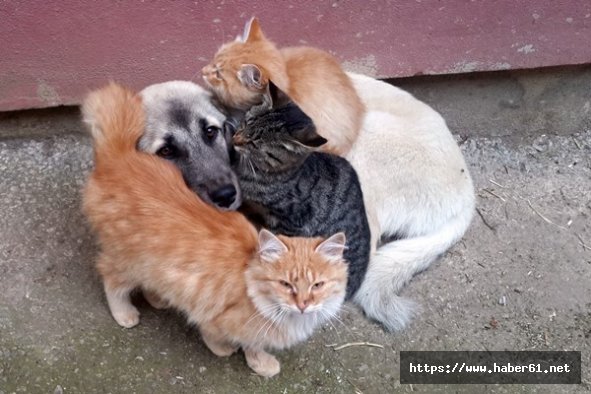 Köpek ve kedilerin yürekleri ısıtan dostluğu