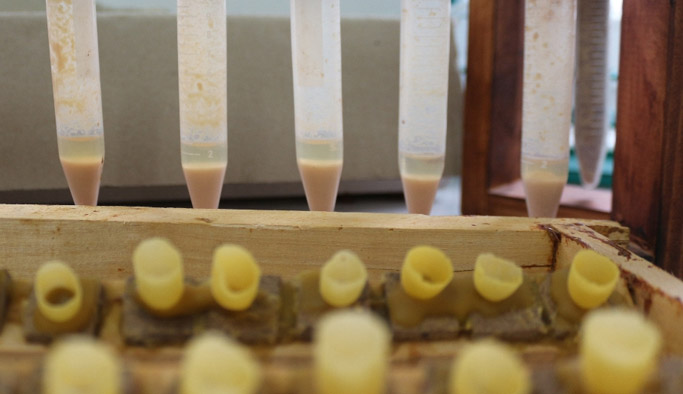 Kilosu 20 bin TL'lik süt!