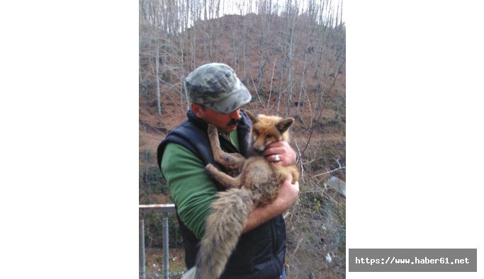 Tilki karda aç kalınca belediyeye sığındı