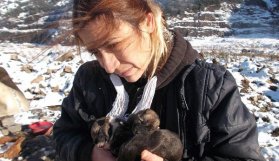 4'ü yavru 5 köpek soğuktan dondu