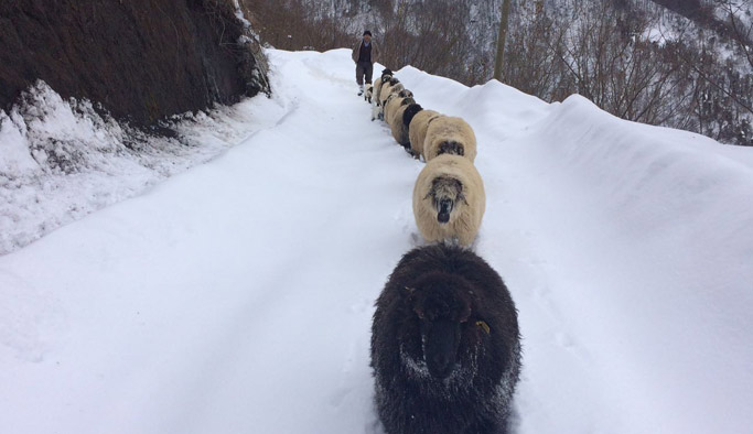 Koyunların karda zorlu yolculuğu