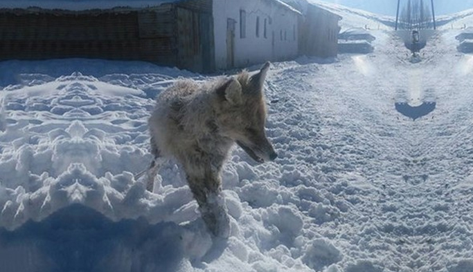 Bayburt'ta ilginç olay: Bir tilki ayakta dondu!