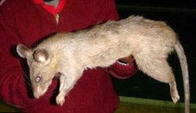 Bebeği sıçan yedi!